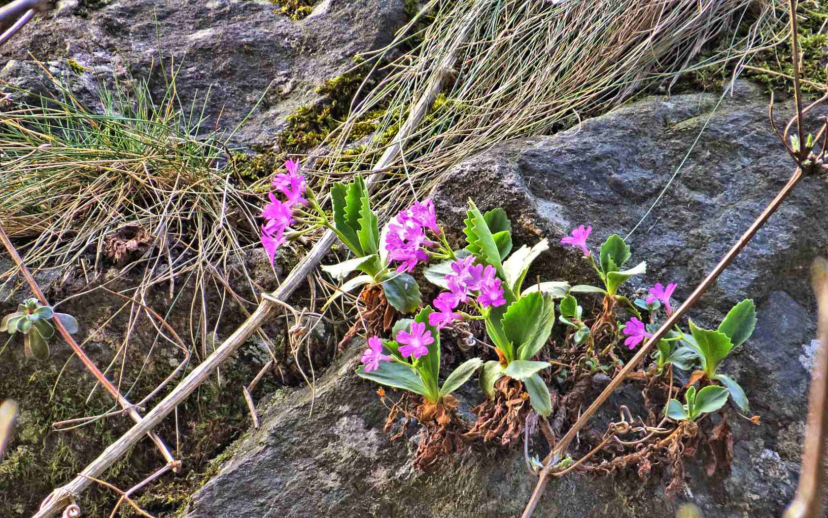 Primula hirsuta, latifolia e pedemontana a confronto